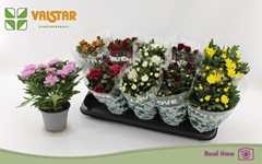 Chrysanth Mix 7 Colours 12Ø 25cm