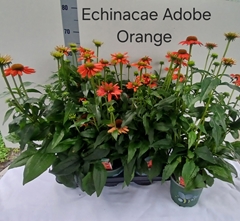 Echinacea Sombrero Adobe Orange 17Ø 65cm