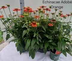 Echinacea Sombrero Adobe Orange 17Ø 75cm