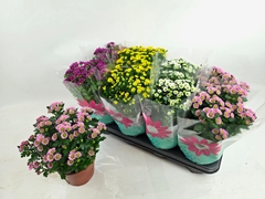 Chrysanth Madiba Mix 14Ø 29cm