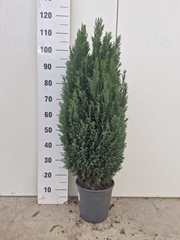 Chamaecyparis Ellwoodii 24Ø 120cm