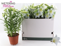 Lilium Miracle 19Ø 56cm