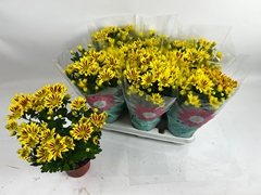 Chrysanth Rainbow Lake Worth 12Ø 30cm