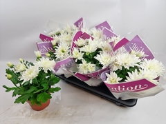 Chrysanth Sensation 14Ø 34cm