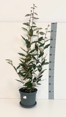 Elaeagnus Gilt Edge 22Ø 100cm