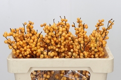 Ilex Verticillata Golden Verboom 50cm
