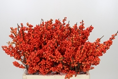 Ilex Verticillata Oudijk's Orange 60cm