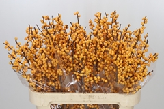 Ilex Verticillata Golden Verboom 80cm