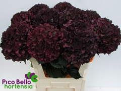 Hydrangea Rubyred 80cm 18-20cm Hd
