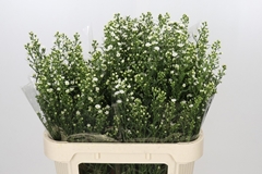 Aster Paquita 80cm 40gr.