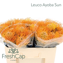 Leucospermum Ayoba Sun 50cm