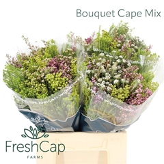 Brunia Cape Mix Bunch 40cm