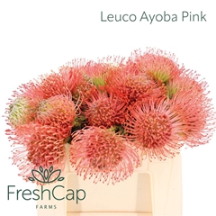 Leucospermum Ayoba Pink 30cm