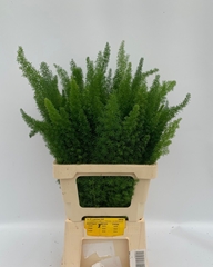 Asparagus Densiflorus Myers 60cm