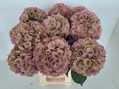 Hydrangea Royal Palace Classic 65cm 14-16cm Hd