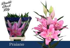Lily Oriental Praiano 95cm 5+