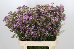 Chamelaucium Giselle 80cm 60gr.