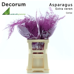 Asparagus Setaceus Painted Cerise 65cm