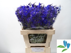 Delphinium Single Atlantis 60cm