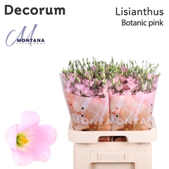 Eustoma Single Botanic Pink 70cm