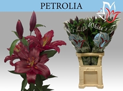 Lily Oriental Petrolia 100cm 5+
