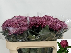 Chrysanth Single Bigoudi Purple 75cm 90gr.