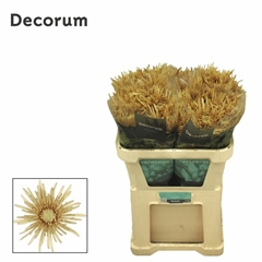 Chrysanth Single Cipria Salmon 70cm 85gr.