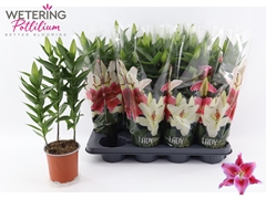 Lily Oriental After Eight 13Ø 44cm