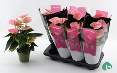 Anthurium Sweet Dream 14Ø 50cm