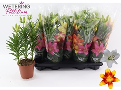 Lily Asiatic Mix 13Ø 40cm