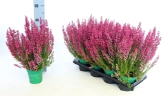 Erica Mracilis Beauty Queen Mix 12Ø 30cm