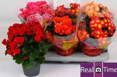 Begonia Double Mix 14Ø 35cm