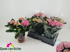 Hydrangea Hi Halo 14Ø 30cm 6bl