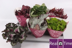 Begonia Leaf Beleaf Mix 13Ø 25cm