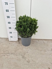 Euonymus Green Spire 24Ø 50cm