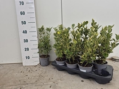 Euonymus Japonicus Marieke 13Ø 45cm