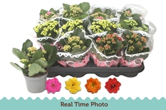 Kalanchoe Double Mix 9Ø 17cm