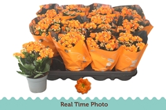 Kalanchoe Double Perfecta Orange 9Ø 22cm