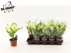 Dieffenbachia Camilla 12Ø 38cm