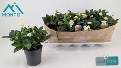 Helleborus Christmas Carol 12Ø 24cm