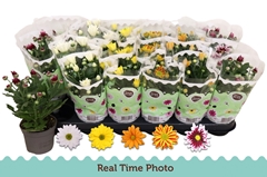 Chrysanth Mix 5 Colours 9Ø 22cm
