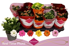 Kalanchoe Double Perfecta Mix 10Ø 22cm