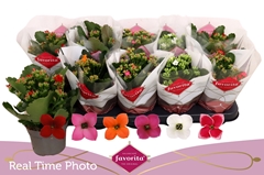 Kalanchoe Single Mix 6 Colours 10Ø 22cm