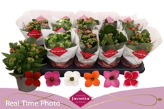 Kalanchoe Single Mix 6 Colours 10Ø 22cm