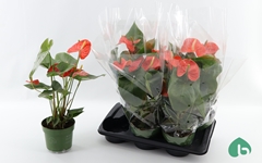 Anthurium Nebraska 17Ø 55cm
