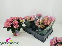 Hydrangea Hi Halo 14Ø 35cm 7bl