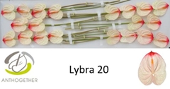 Anthurium Lybra 9cm Hd