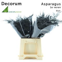 Asparagus Setaceus Painted Black 45cm