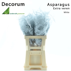 Asparagus Setaceus Painted White 65cm