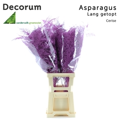 Asparagus Setaceus Painted Cerise 85cm